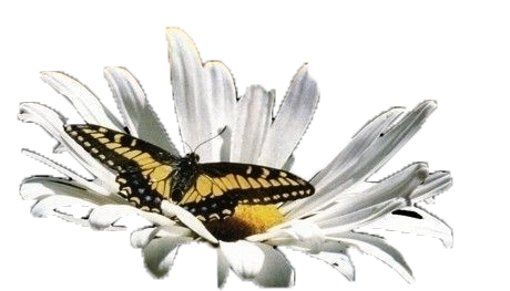 Logo-Element: zarte Blume mit Schmetterling – Symbol für Natürlichkeit und Handwerk im Dachdeckerbetrieb Moos.